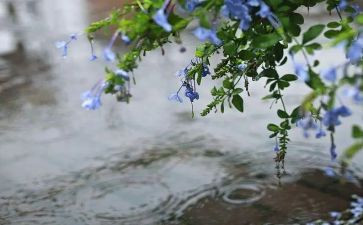 雨中班语言教案6篇