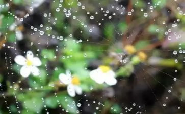 2024郑州的雨作文8篇