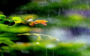 作文雨200字优质7篇