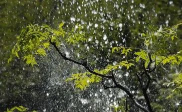 雨后300字作文6篇