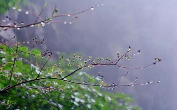 雷雨作文300字7篇