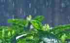 小学生作文雨300字精选7篇