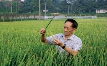 袁隆平的作文800字通用5篇