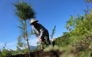 植树造林方案范文5篇
