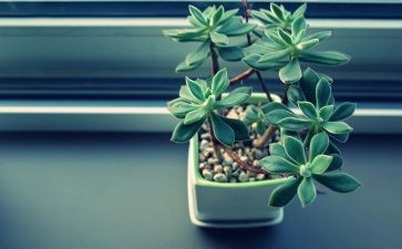 植物角的活动方案8篇