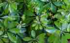 小学生描写植物的作文5篇