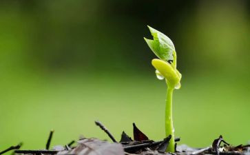 关于种子的作文最新8篇