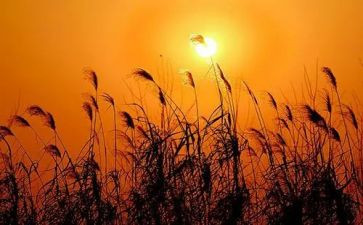 追寻的作文通用6篇